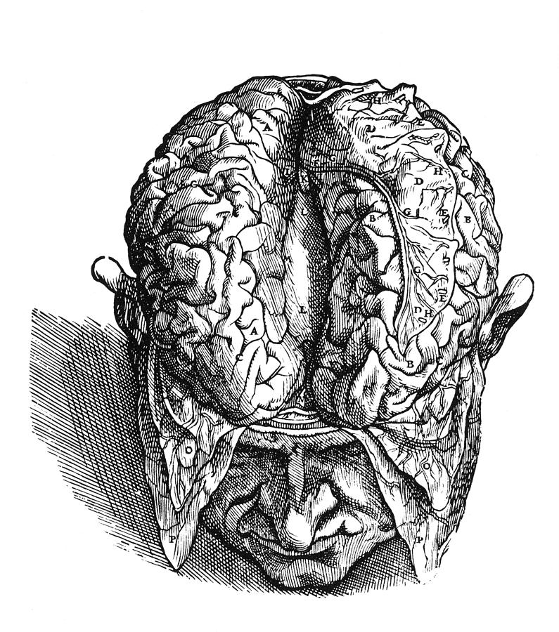 Vesalius: Brain, 1543 Photograph by Granger