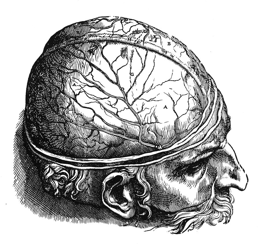 Vesalius: Brain Photograph by Granger