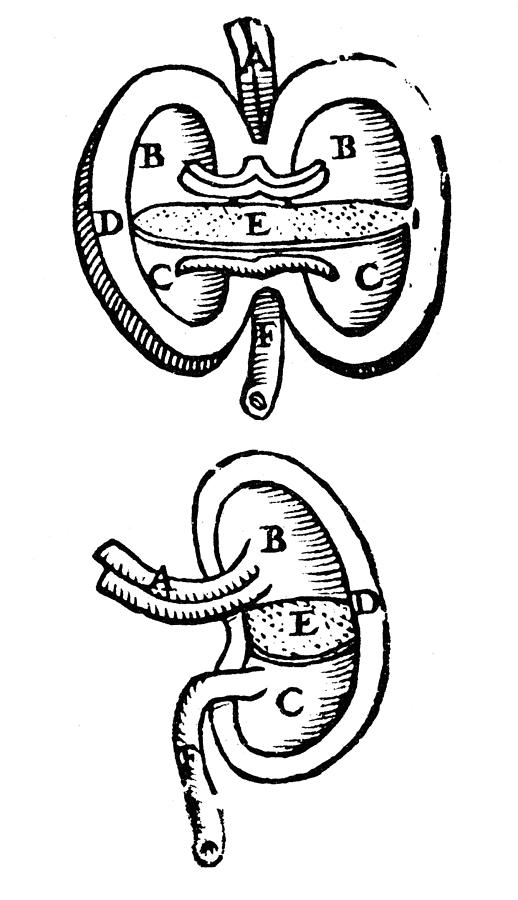 Vesalius: Kidneys, 1543 Photograph by Granger