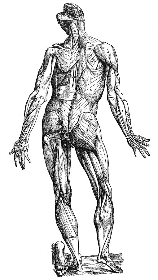 Vesalius: Muscles, 1543 Photograph by Granger