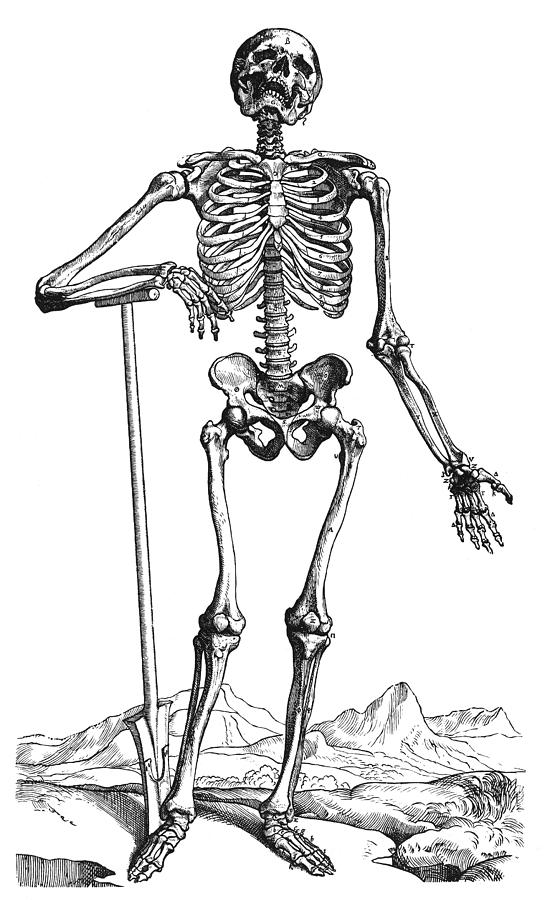 Vesalius: Skeletal System Photograph by Granger