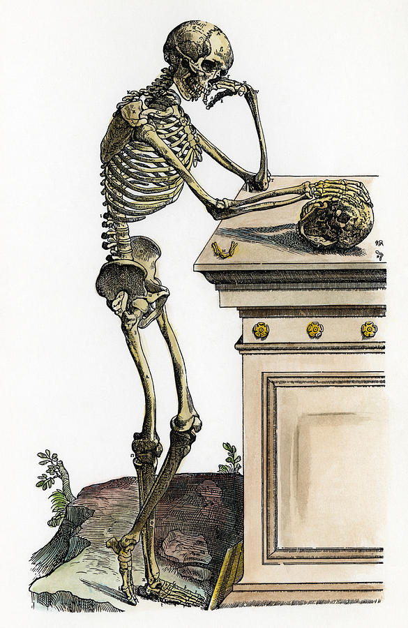 Vesalius - Skeleton, 1543 Drawing by Granger