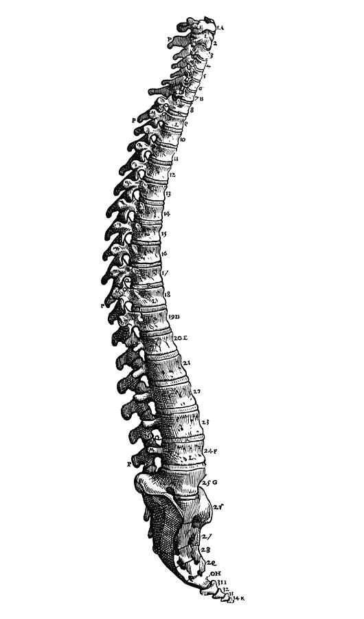 Vesalius: Spine, 1543 Photograph by Granger