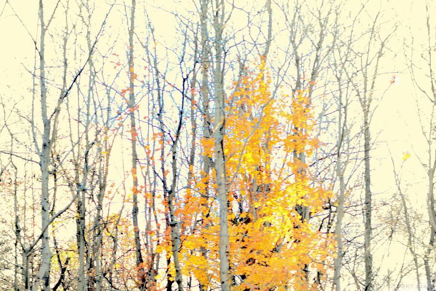 Vestiges of Autumn Photograph by Kathy Barney