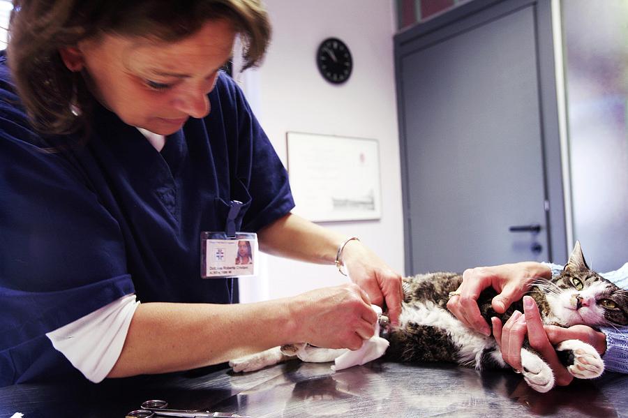 Vet Treating A Cat Photograph by Mauro Fermariello/science Photo Library