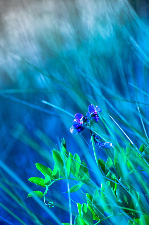 Vetch In Blue Photograph by Adria Trail