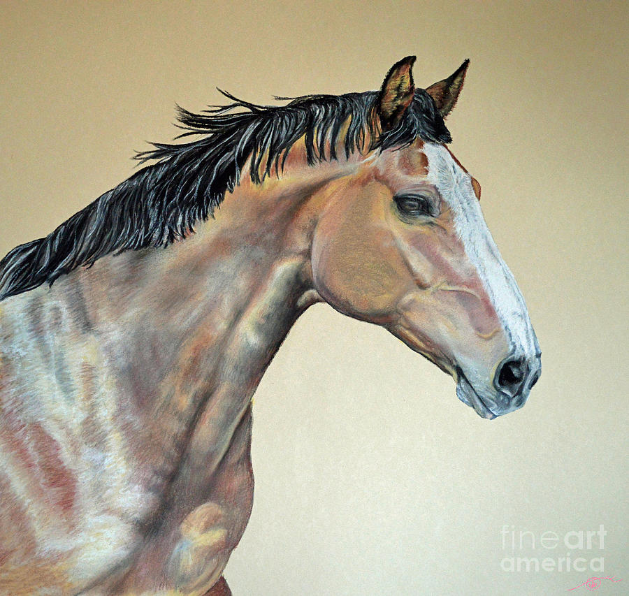 Veterinarian Pastel - Veterinarians Warm Blood Horse by Ann Marie Chaffin Veterinarian Pastel - Veterinarians Warm Blood Horse by Ann Marie Chaffin