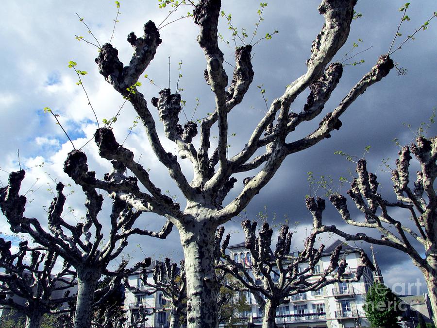 Vevey Trees Photograph by Lynellen Nielsen