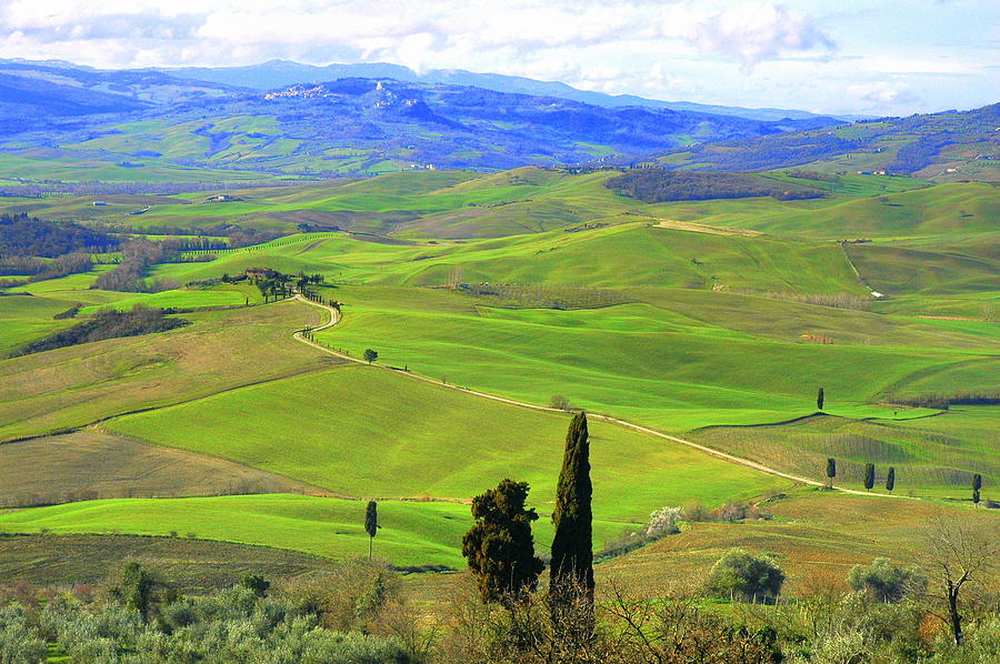 via Francigena and cypress Photograph by Paolo Frongia | Fine Art America