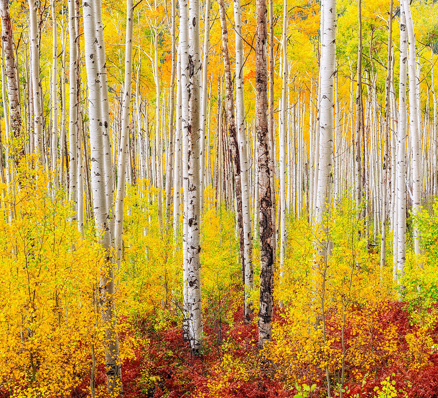 Vibrant Aspen Forest Photograph by Tim Reaves
