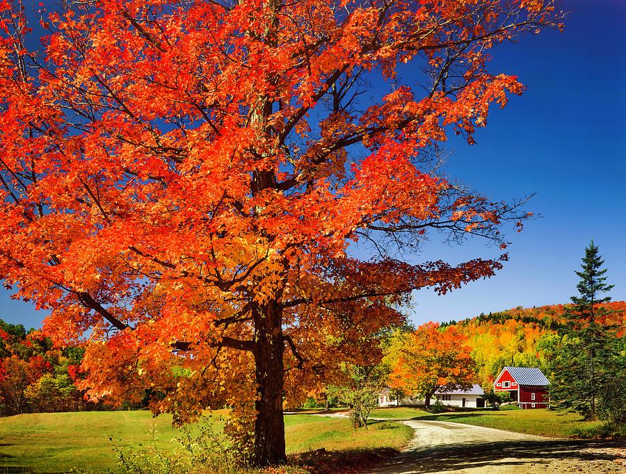 Vibrant Autumn Maple Tree, Country Road Photograph by Dszc