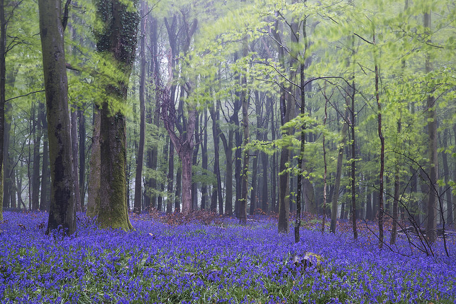 Flower Photograph - Vibrant bluebell carpet Spring forest foggy landscape by Matthew Gibson