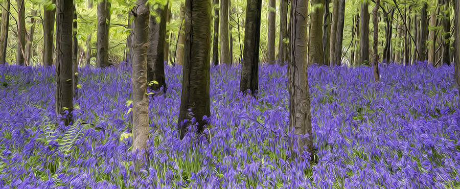 Flower Photograph - Vibrant bluebell carpet Spring forest landscape digital painting by Matthew Gibson