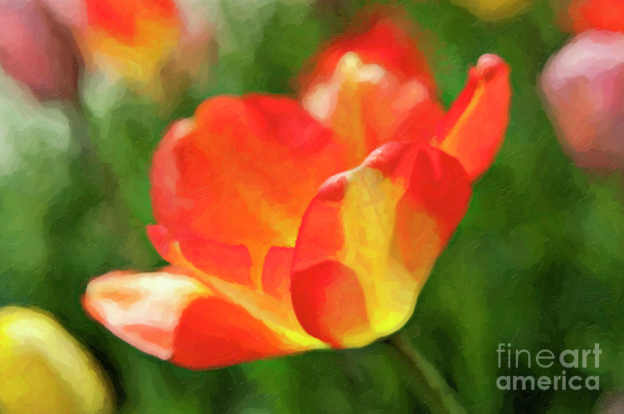 Vibrant Colorful Tulips Photograph by Linda Matlow