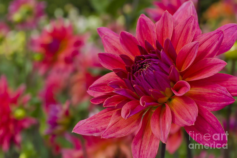 Vibrant Dahlias at Ferncliff Photograph by Maria Janicki
