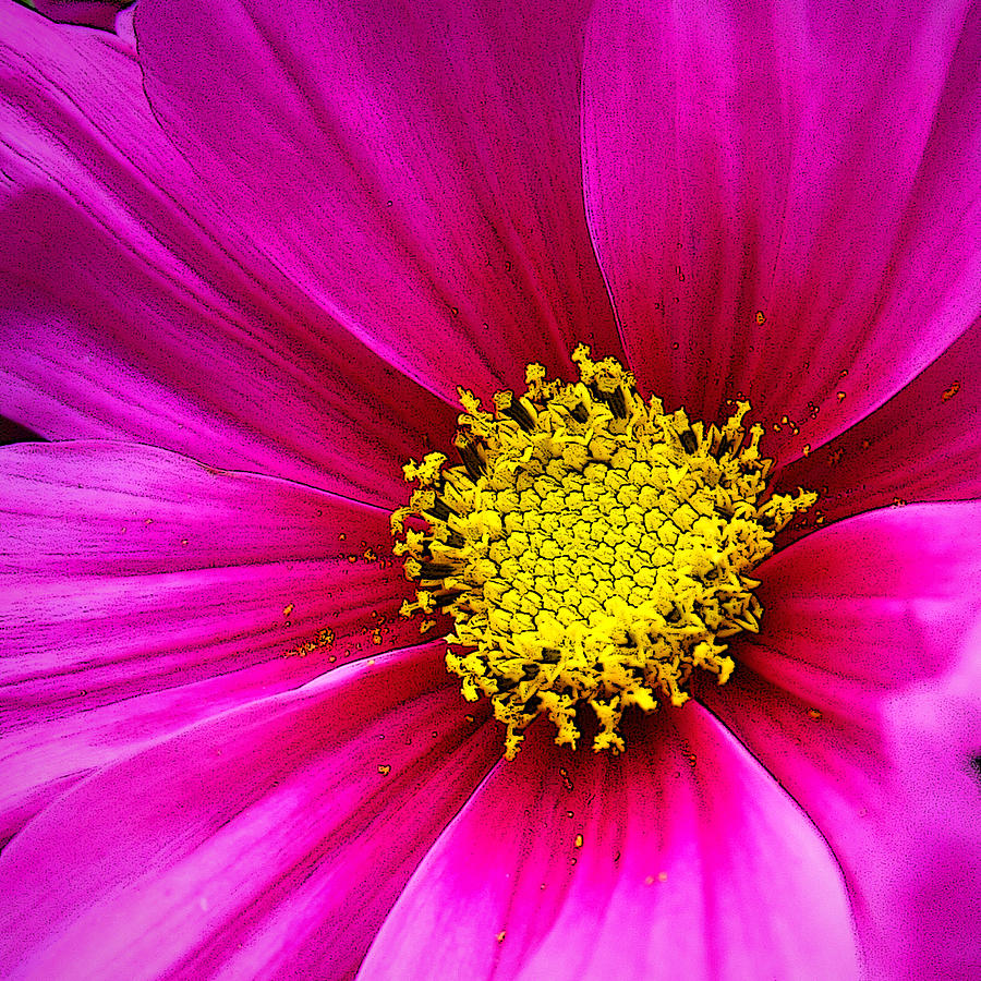 Vibrant Daisy Photograph by CarolLMiller Photography