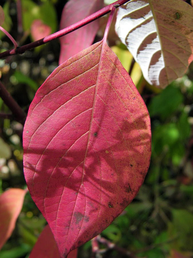 Vibrant Fall Leaf Photograph