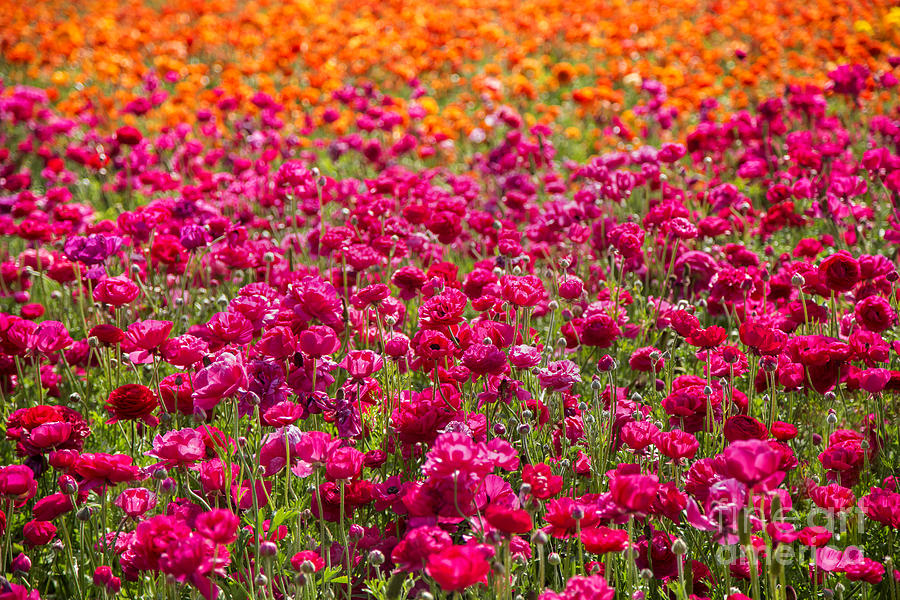 Vibrant Flower Field Photograph By Julia Hiebaum