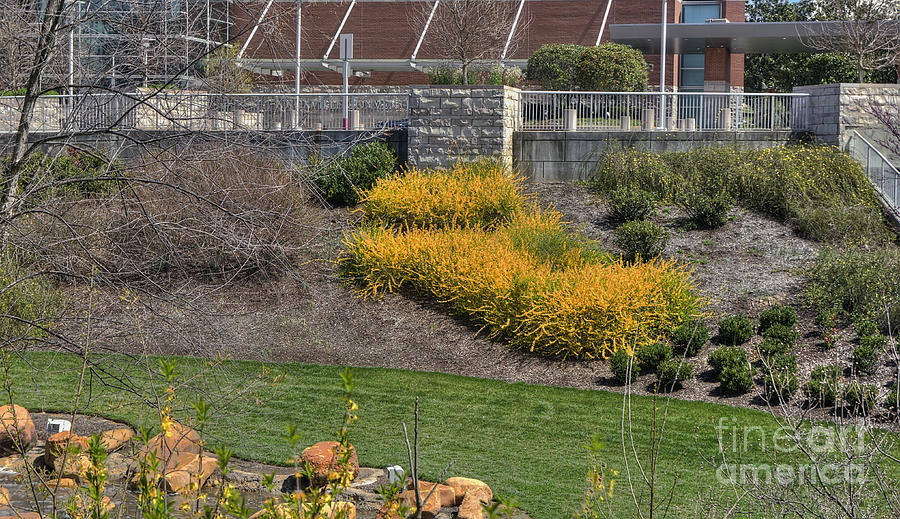 Vibrant forsythia landscape Photograph by Ules Barnwell