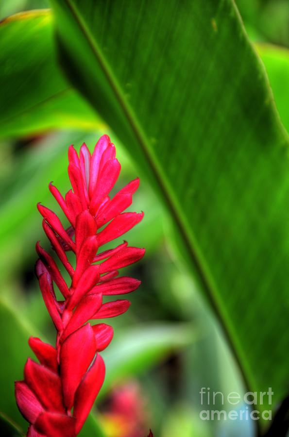 Vibrant Ginger Photograph by Kelly Wade
