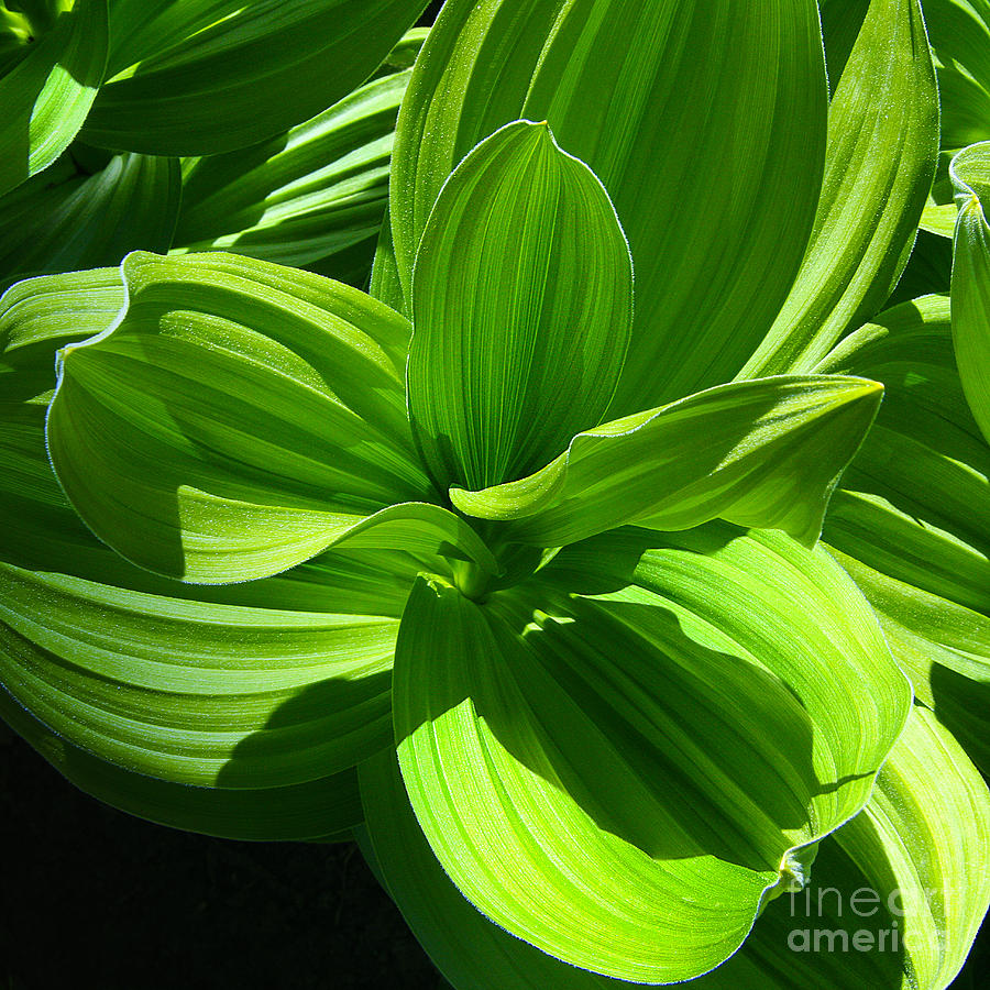 Sunlight Photograph - Vibrant Green Corn Lilies In Colorado Mountain Meadow During Springtime  by Jerry Cowart