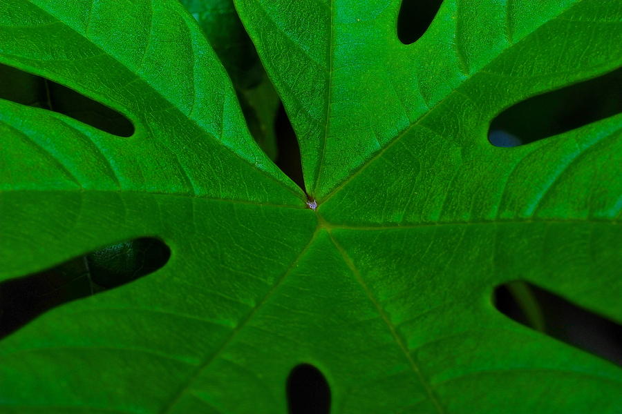 Hawaii Photograph - Vibrant Green Leaf by Patrick Roberto
