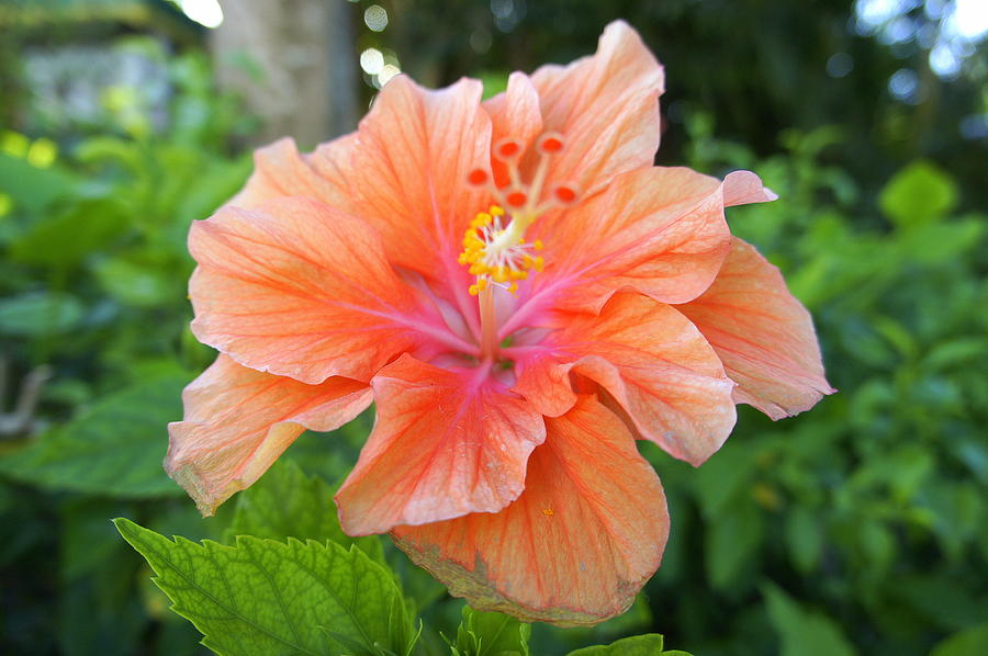 Vibrant Hibiscus Photograph by Laurie Perry