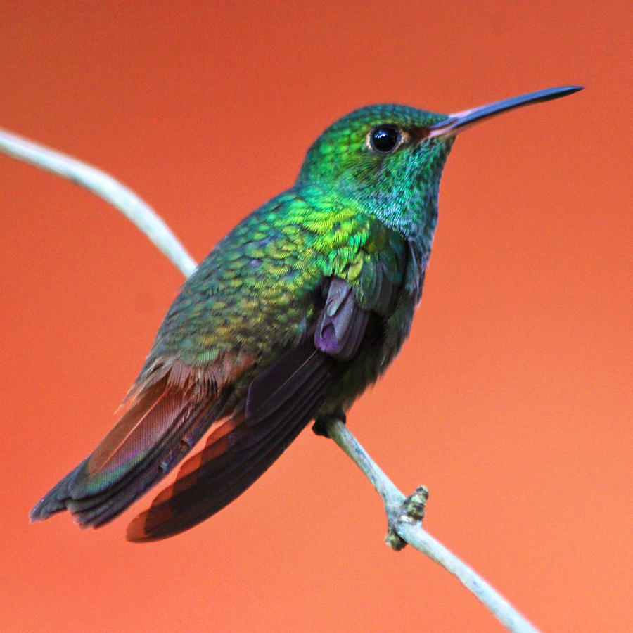 Vibrant Hummingbird Photograph by Nathan Miller