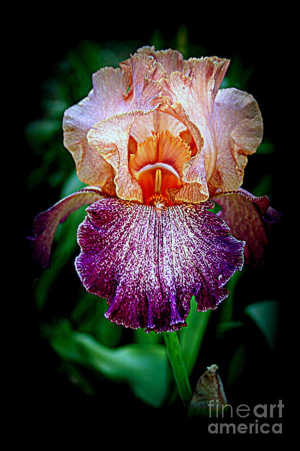 Iris Photograph - Vibrant Iris Flower by Kay Novy
