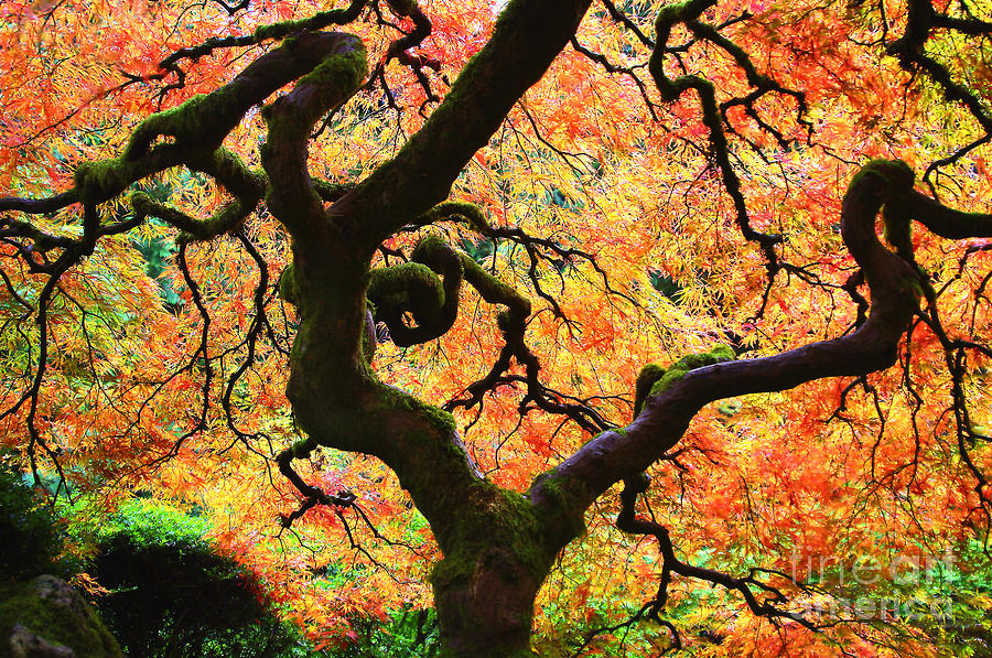 Vibrant Japanese Maple Tree Photograph by Debra Orlean - Pixels