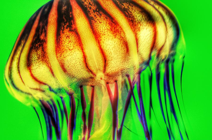 Vibrant Jellyfish Photograph by Marianna Mills