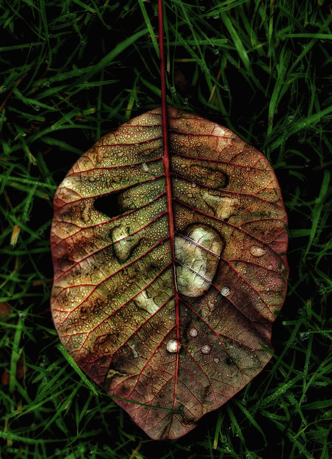 Vibrant Leaf Photograph by Martin Hardman