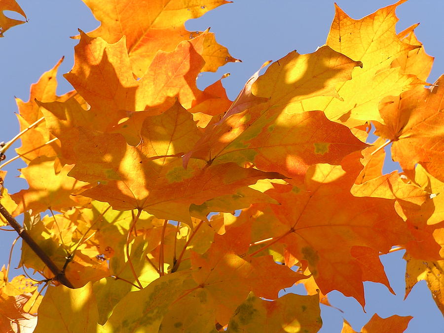 Vibrant Leaves 2 Photograph by Barbara Stellwagen - Fine Art America