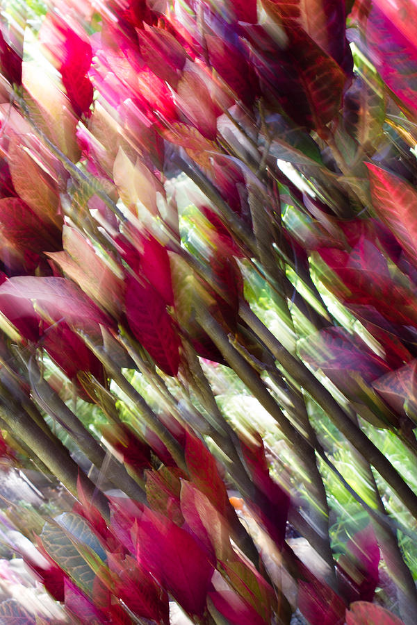 Vibrant Leaves Photograph by Christie Kowalski