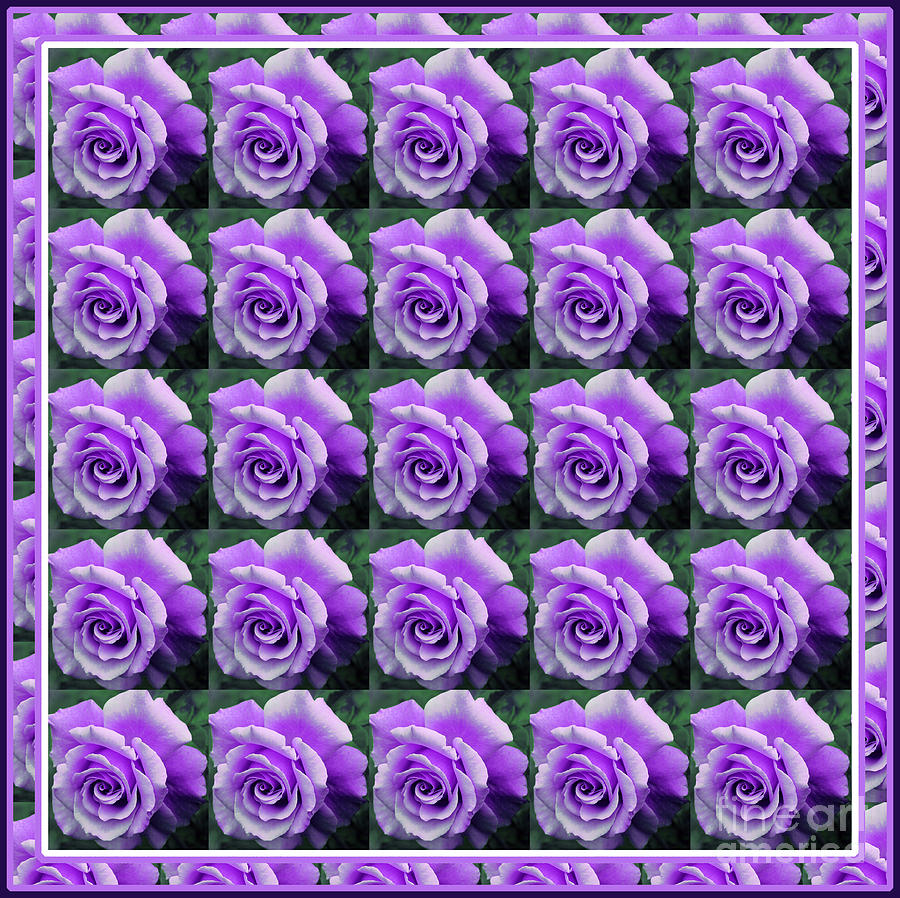 Vibrant Lilac Roses Photograph by Barbara A Griffin