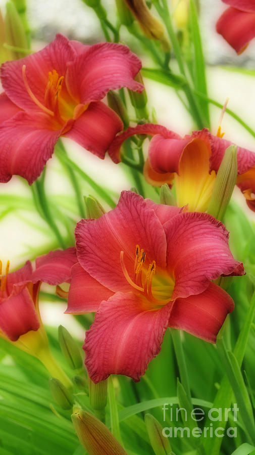 Vibrant Lilies Photograph by Kay Novy