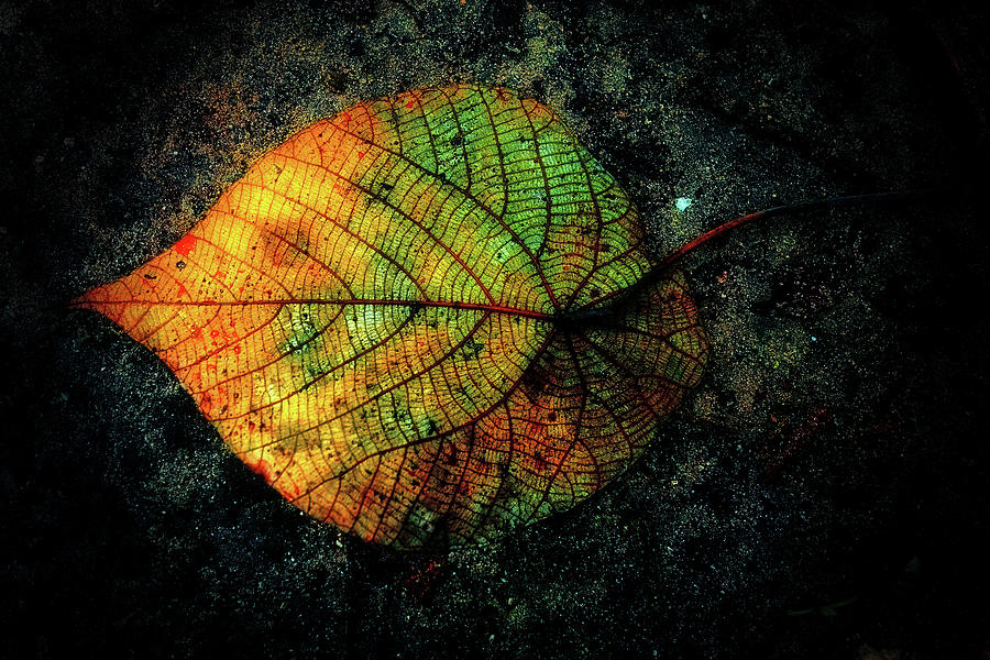 Vibrant  Multicolored Leaf Photograph by Martin Hardman
