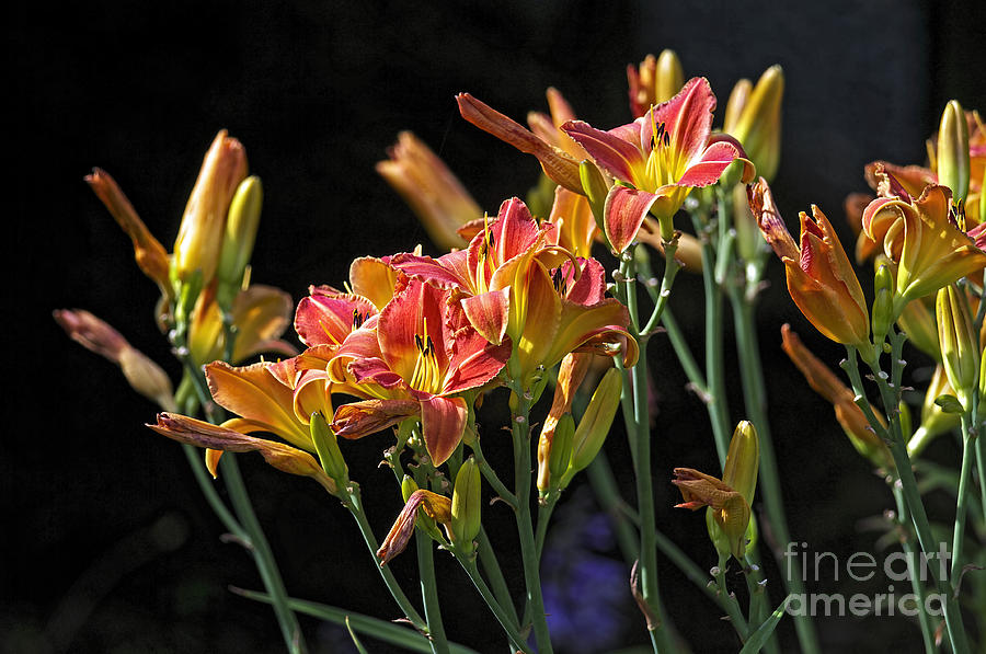 Vibrant Orange Daylilies Photograph by Sharon Talson