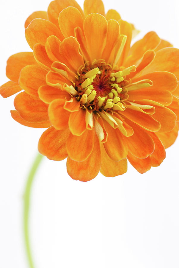 Vibrant Orange Zinnia Flower Photograph by Julie Sumner