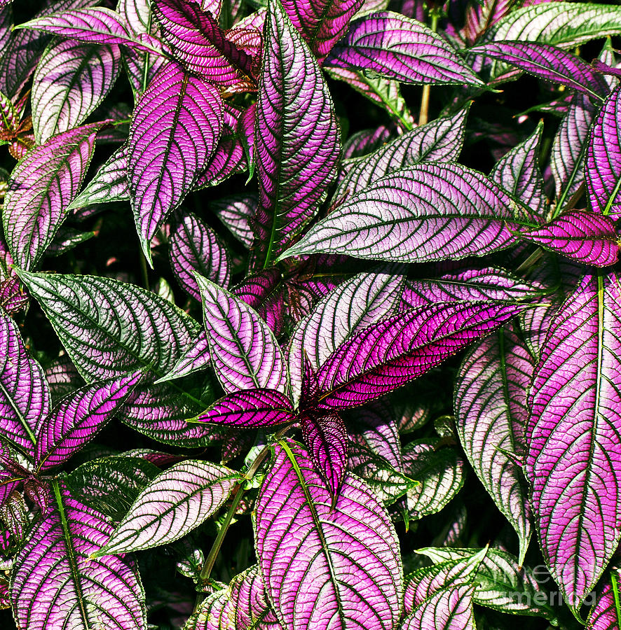 Vibrant Persian Shield II Photograph by Candy Frangella | Fine Art America