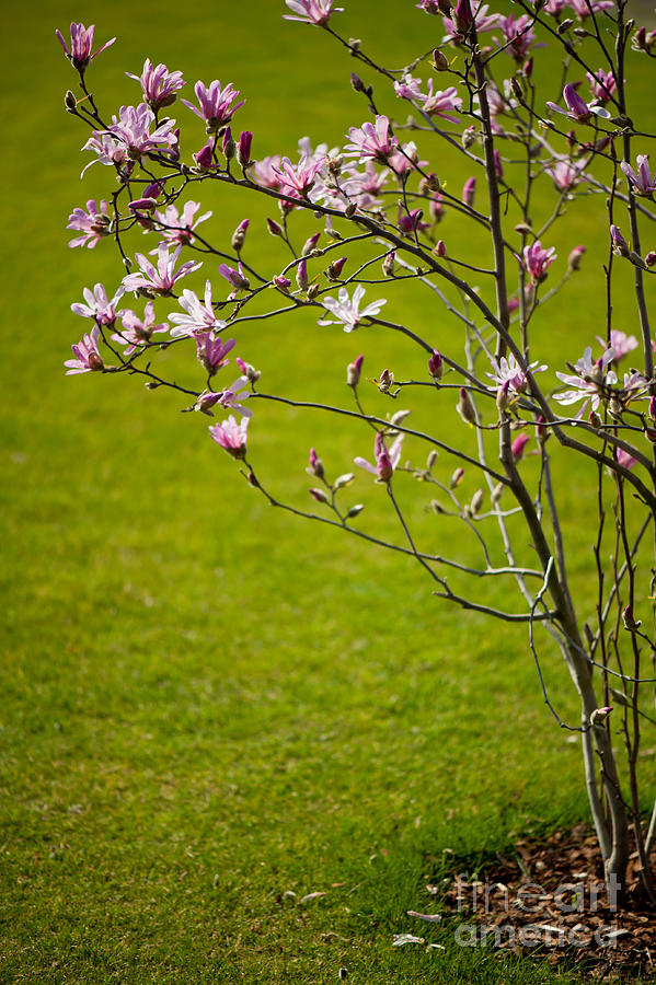 Magnolia Movie Photograph - Vibrant pink Magnolia blossoms by Arletta Cwalina