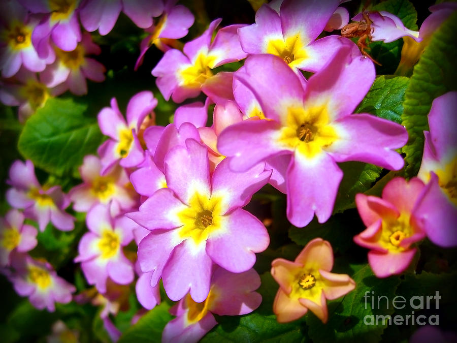 Vibrant Pink Primroses Photograph by Nina Ficur Feenan