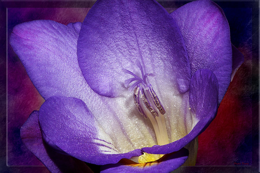 Vibrant Purple Flower Photograph by Phyllis Denton