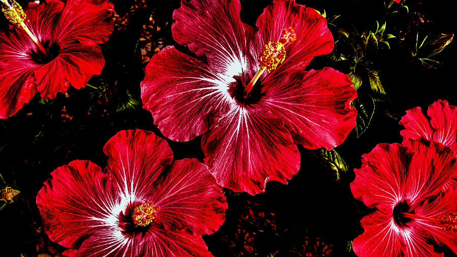 Vibrant Red Hibiscus Photograph by Donna Proctor