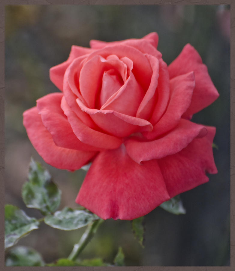 Rose Painting - Vibrant Red Pastel Rose by AGeekonaBike Photography