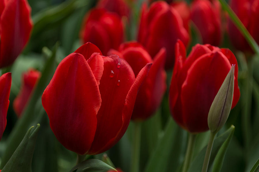 Tulip Photograph - Vibrant Red Spring Tulips by Georgia Mizuleva