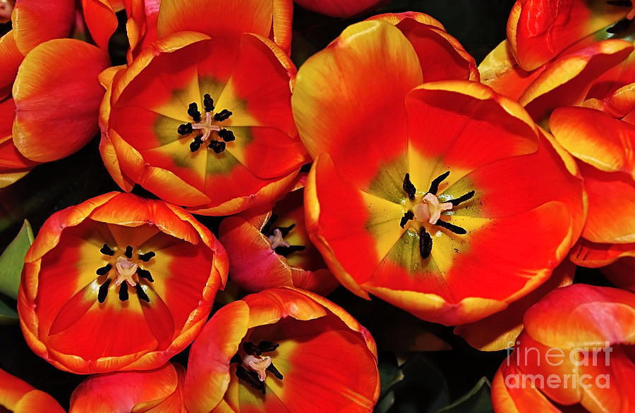 Tulip Photograph - Vibrant Red Tulips from Above by Kaye Menner