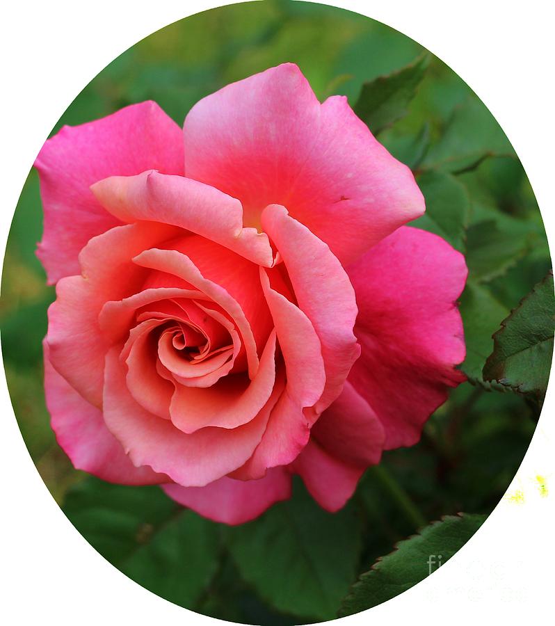 Vibrant Rose Oval Photograph by Barbara A Griffin