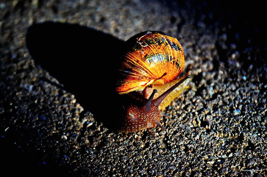 Vibrant Snail Photograph by Christina Ochsner