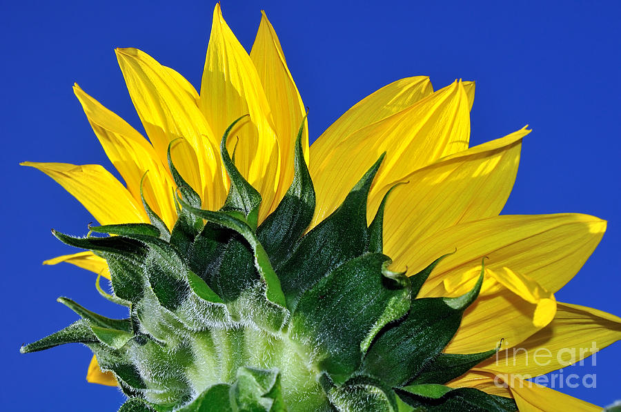 Sunflower Photograph - Vibrant Sunflower in the Sky by Kaye Menner